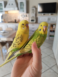 Ultime cocorite allevate a mano