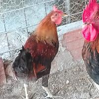 Gallo di coronata siciliana