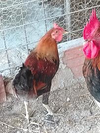 Gallo di coronata siciliana