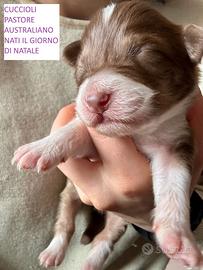 Cuccioli Pastore Australiano 500