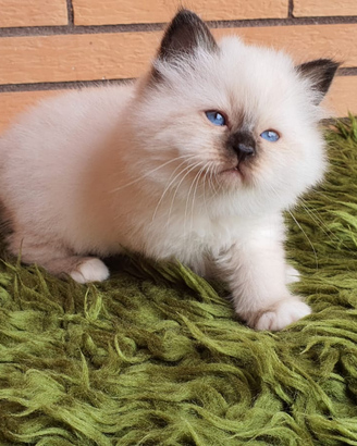 Cuccioli Sacro di birmania