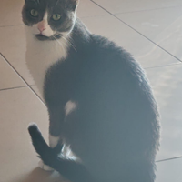 Coppia gattini