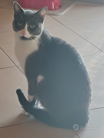 Coppia gattini