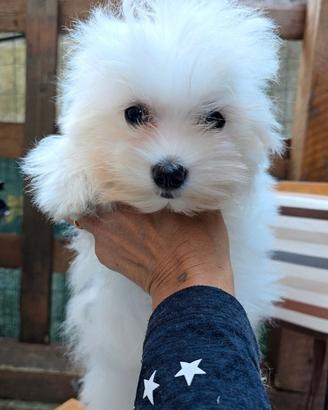 Maltese toy