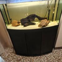 Acquario Askoll Tenerif Sinuo 150 + filtro