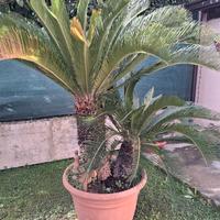 pianta di Cigas 