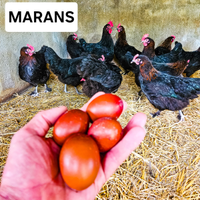 Galline marans uo.va color cioccolato