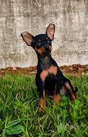 Cucciolo pinscher