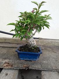 Bonsai di bouganville