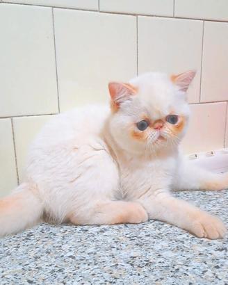 Gattino exotic shorthair con documenti