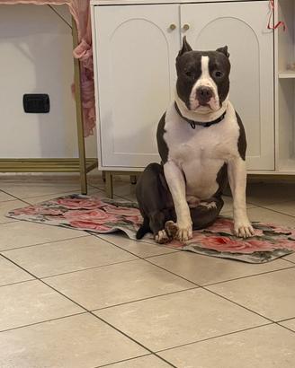 Amstaff