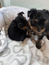 Cuccioli yorkshireterrier