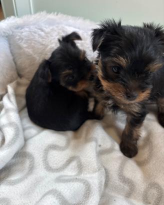 Cuccioli yorkshireterrier