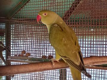 Parrocchetti dal collare