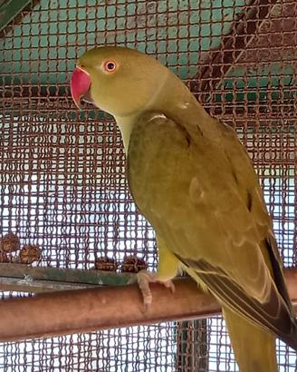 Parrocchetti dal collare