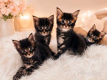 Cuccioli Maine Coon