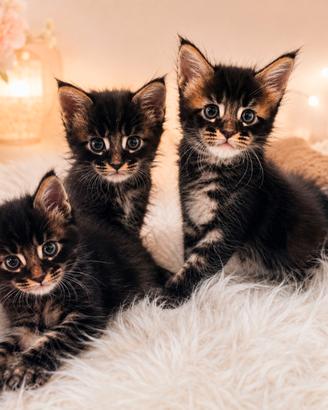 Cuccioli Maine Coon