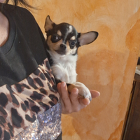 Ceduto Chihuahua mini cucciolo 4 mesi e mezzo