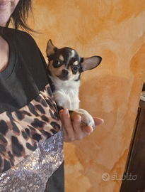 Ceduto Chihuahua mini cucciolo 4 mesi e mezzo