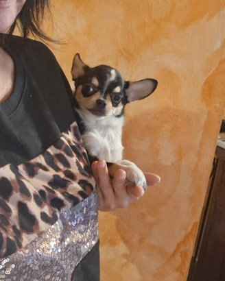 Ceduto Chihuahua mini cucciolo 4 mesi e mezzo