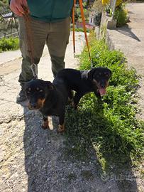 Jagd terrier