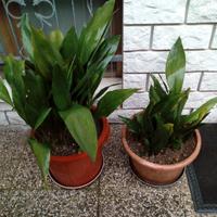 Piante Aspidistra in vasi, zolle 15 steli radicati