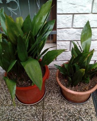 Piante Aspidistra in vasi, zolle 15 steli radicati