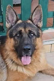 Pastore tedesco Disponibile x monta