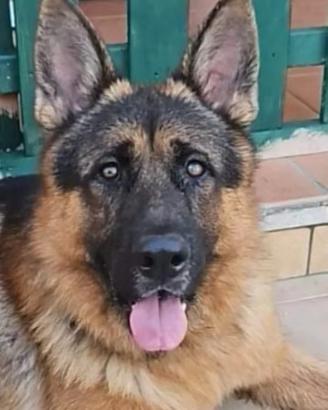 Pastore tedesco Disponibile x monta