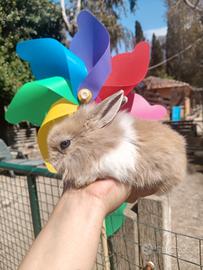 Coniglietti nani colorati