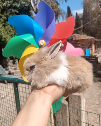 Coniglietti nani colorati