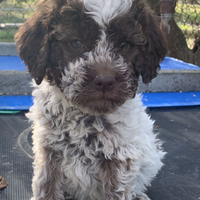 Cuccioli di Lagotto Romagnolo