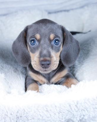 Bassotto Kaninchen