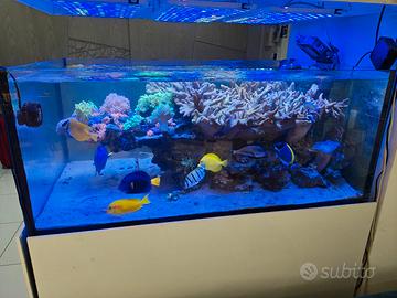 Acquario marino tropicale