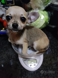 Tiffany chihuahua mini Toy cucciola
