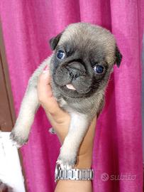 Cuccioli di carlino