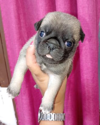 Cuccioli di carlino