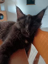 Cucciola Maine coon