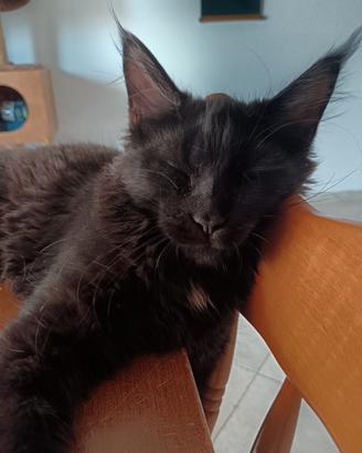 Cucciola Maine coon