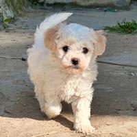 Barboncini Toy cuccioli