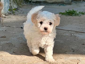Barboncini Toy cuccioli