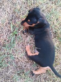 Cuccioli maschi di bassotto nano nero facato
