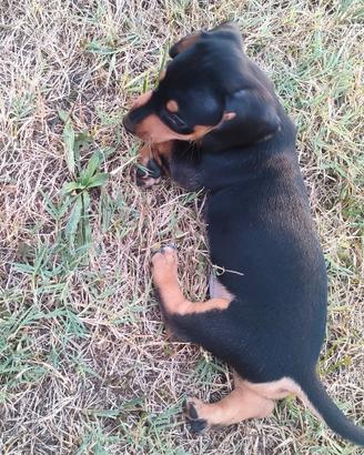 Cuccioli maschi di bassotto nano nero facato