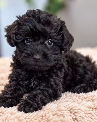 BARBONCINI NERI CUCCIOLI - BARBONCINO TOY nero