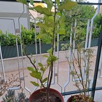 Piante limone