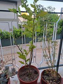Piante limone