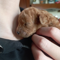 Barboncino Toy/Nano red