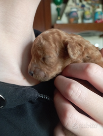 Barboncino Toy/Nano red