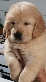 Cuccioli Golden retriever