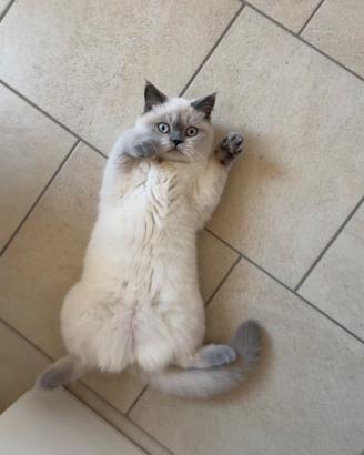 Gattina british